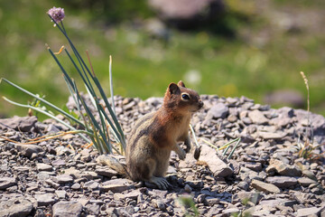 Naklejka na ściany i meble Tiny Chipmunk on the Trail, Glacier National Park, Montana
