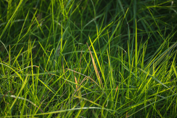 Healthy lush green grass on a meadow in the Palatinate Forest