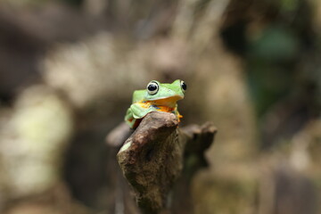 Java, Indonesian flying frog
