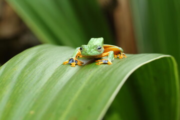 A flying frog (also called a gliding frog) is a frog that has the ability to achieve gliding flight. 