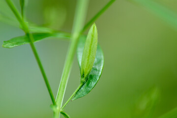 Andrographis paniculata fruit on tree in garden.