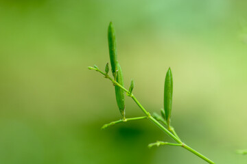Andrographis paniculata fruit on tree in garden.