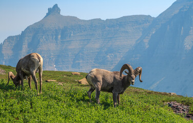 Bighorn Sheep in the Mountains at Logan Pass and the Hidden Lake Trail, Glacier National Park....