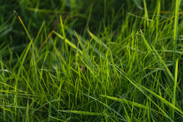 Healthy lush green grass on a meadow in the Palatinate Forest