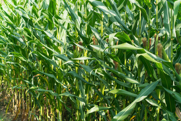 corn plants ready for harvesting on a corn field
