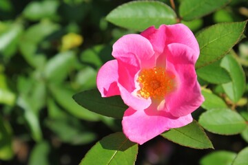 pink rose flower growing in the garden 