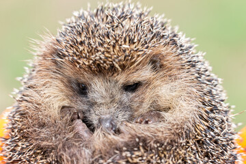 hedgehog on the grass.