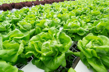 Fresh organic vegetable grown using aquaponic or hydroponic farming.