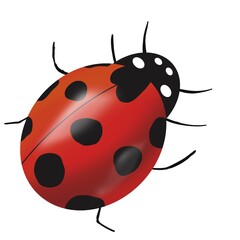 ladybug icon.  insect illustration