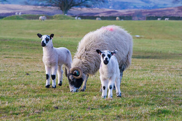 Swaledale ewe with twin lambs