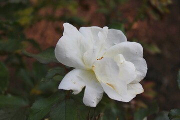 white rose flower