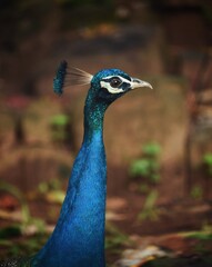 Fototapeta premium close up of peacock