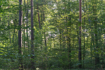 Dense deciduous trees in the Palatinate Forest in southern Germany