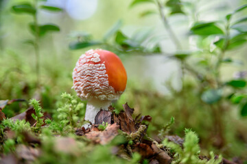 Non-edible mushrooms growing at forest on moss