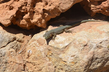 Eine Eidechse zwischen Steinen (Dracheninsel, Mallorca)