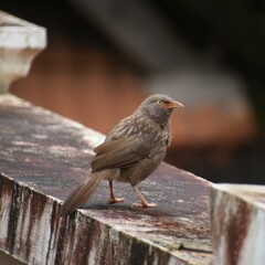 sparrow on a fence
