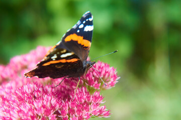 Colorful Red Admiral (Vanessa atalanta) Butterfly sitting on a Flower

