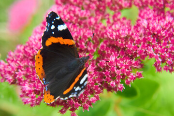 Colorful Red Admiral (Vanessa atalanta) Butterfly sitting on a Flower
