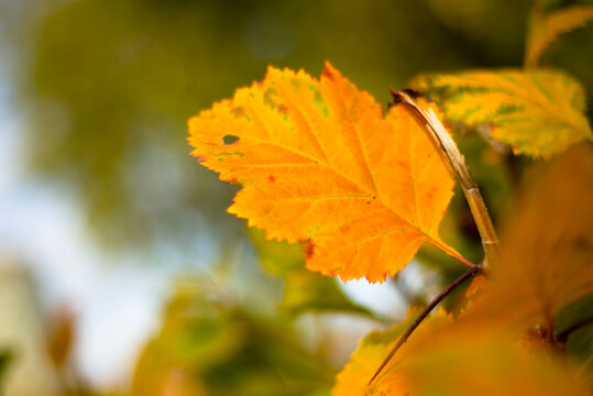 Orange autumn leaves in nature. Autumn themes.