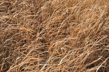Bright yellow dry grass twigs natural organic  background