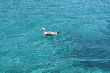 Eine Möwe auf dem klaren Wasser im Mittelmeer, Mallorca