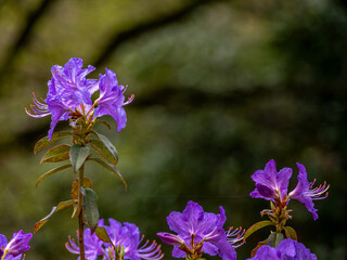 Purple Azealia Cluster