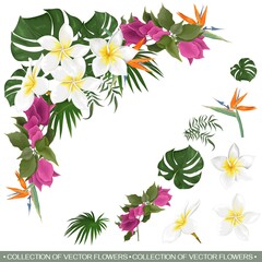 Vector floral tropical composition. White frangipani, strelitzia, begainvillea, palm and monster leaves, tropical plants. Flowers and leaves on white background.