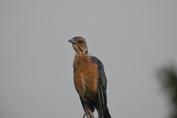 Brown bird in the Florida swamp