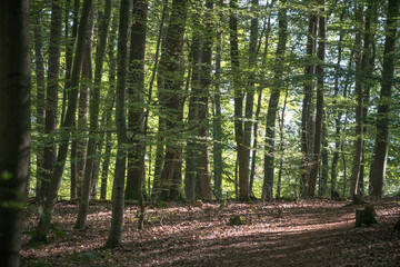 Dense deciduous trees in the Palatinate Forest in southern Germany