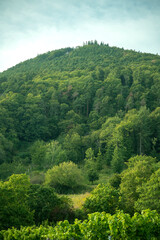 Healthy deciduous forest in Rhineland-Palatinate