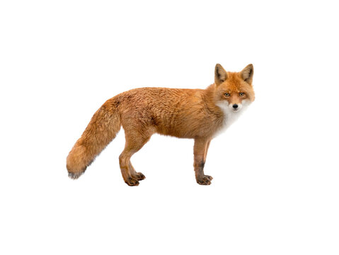 beautiful fox of orange color isolated on white background