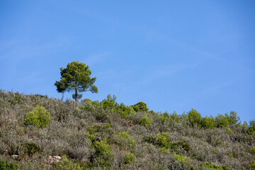 Alone Tree