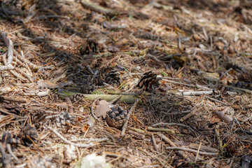 Close up of pine cones on the forest floor