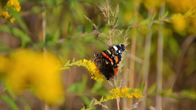 Fragile beautiful Vanessa atalanta. Red Admiral butterfly sits on yellow wildflowers. Natural background with copy space. Bright insects in the wild on sunny day.