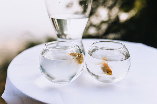 Small two goldfish swim in glass jugs filled with water, standing on a round table with a white tablecloth.