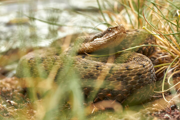 Vipera aspis hidden in the grasses.