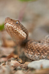 Vipera aspis curious