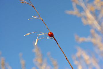  Ladybug sitting on dry grass twig, macro close up detail, soft blurry bokeh  background, blue sunny sky