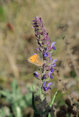 The meadow brown (Maniola jurtina) butterfly sitting purple sage flower, soft blurry gray grass background
