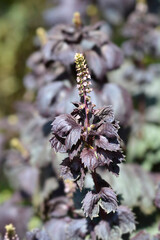Beefsteak plant