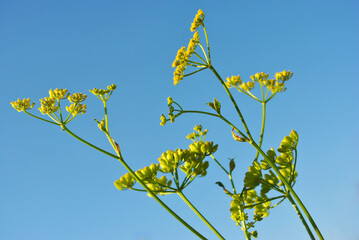 Heracleum sphondylium (hogweed, common hogweed, cow parsnip) green flowering plant on bright blue sky background