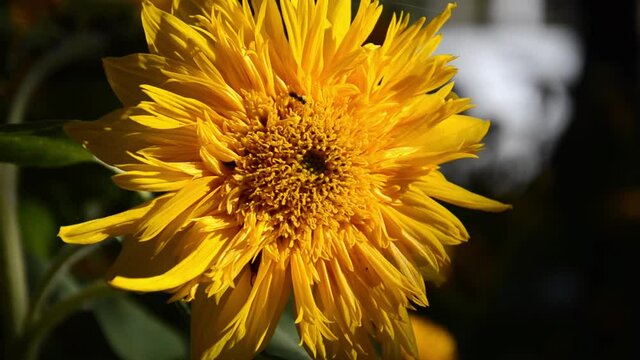 Yellow sunflower sways in wind. Flower in rays of sun. Natural background.