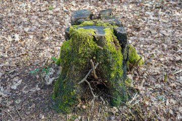 Close up of and old rotten tree stump