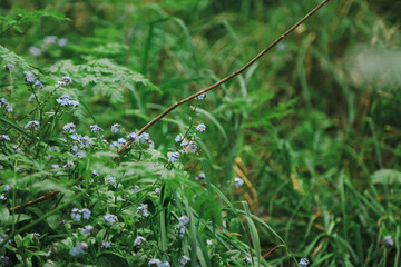 Forget-me-nots, wildflowers growing in woodland