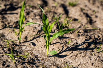 Growing young green corn seedling sprouts in cultivated agricultural farm field, shallow depth of field. Agricultural scene with corn's sprouts in earth closeup.