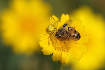 crab spider