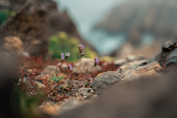 Close-up of a Pink Flower by the Ocean