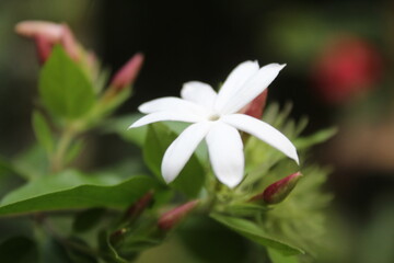 white flower