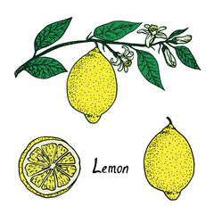 Lemon collection, fruit, cut slice, growing on branch with leaves and flowers, doodle pop art colorful style