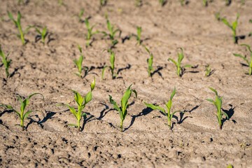 Rows of corn sprouts beginning to grow. Young corn seedlings growing in a soil. Agricultural concepts.